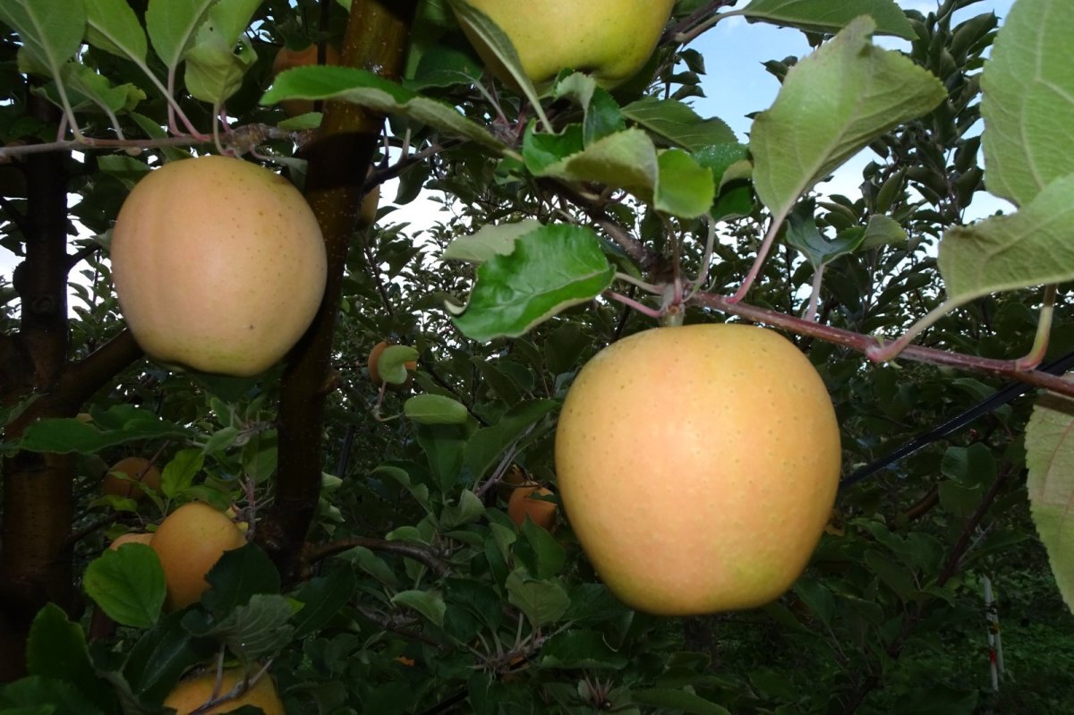 画像1: なかののきらめき (1)