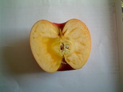 画像1: 葉とらずりんご　サンふじ特選５キロ箱