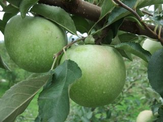 グラニースミス｜関谷果樹園｜信州・小布施