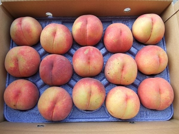 信州産　長野パープルおまとめセット六ふさ おまけ黄色の桃 送料無料】長野県産 黄金桃 3kg ｜小布施屋