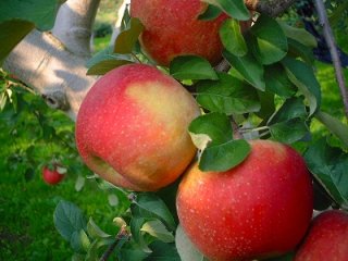 赤いリンゴ（緑の葉付き） 70726f647563742f61663737363031