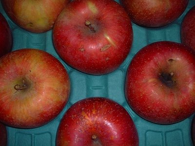 画像1: 葉とらずりんごサンふじお徳用5キロ箱