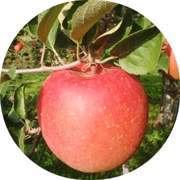 関谷果樹園のりんご
