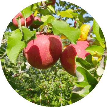 関谷果樹園のりんご